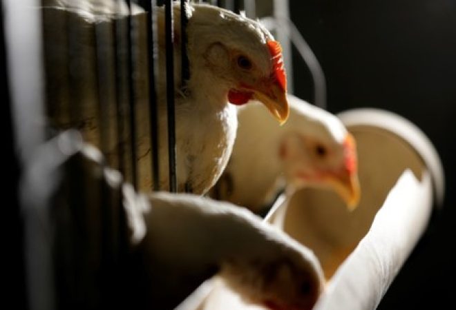 Galinhas à venda em loja em São Paulo