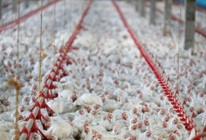 Frangos em granja na cidade de Lapa, no Paraná