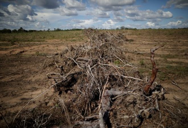 Galhos são vistos em fazenda após desmatamento em Palmeirante, Tocantins