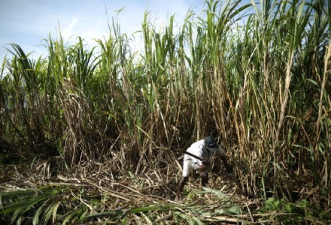 Plantação de cana-de-açúcar