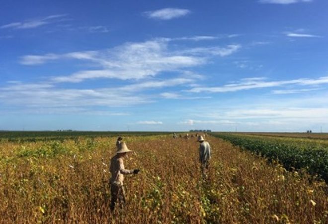 Trabalhadores em lavoura de soja em São Desidério, na Bahia
