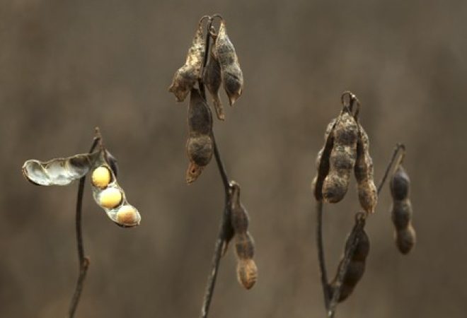 Visão do cultivo de soja em uma fazenda na cidade de Primavera do Leste, no Mato Grosso