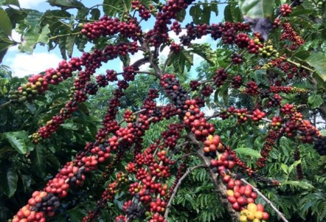 Café robusta em São Gabriel da Palha, Espírito Santo, Brasil