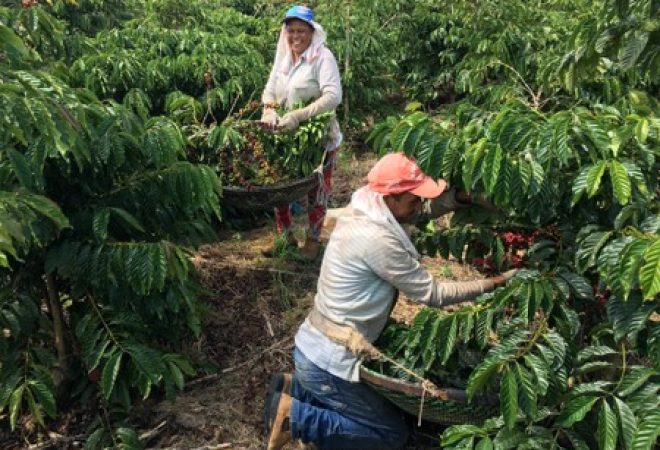Trabalhadores colhem café em São Gabriel da Palha, Espírito Santo, Brasil