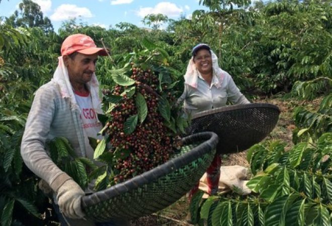 Trabalhadores rurais colhem café em São Gabriel de Palha, Espirito Santo