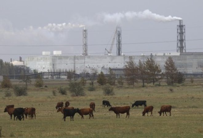 Gado em pasto perto de uma fábrica na Crimeia