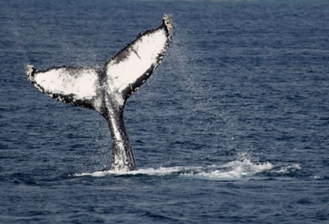 Cauda de baleia na superfície do mar na costa de Okinawa, no Japão