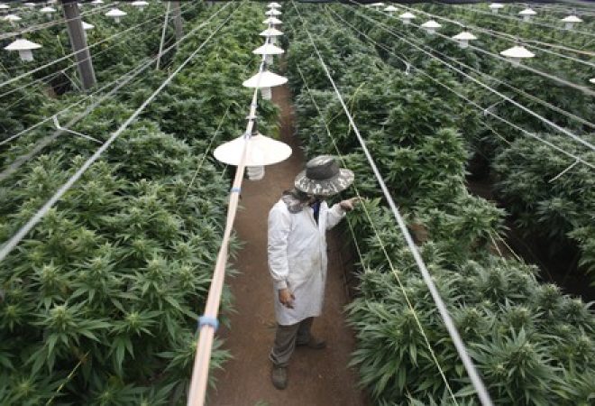Plantação de maconha medicinal em Israel