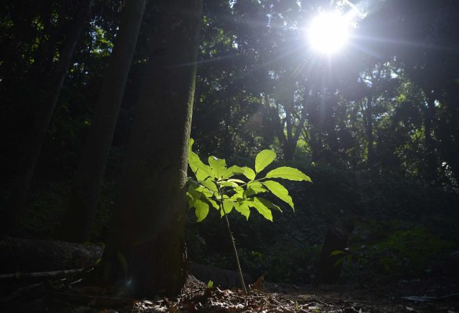 Floresta do Parque Nacional da Tijuca ganha mais 260 mudas de espécies nativas da Mata Atlântica. A ação foi promovida pelos voluntários do Instituto Conhecer para Conservar, do Grupo Cataratas, e de Paineiras Corcovado, no Parque Lage.