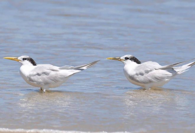 Rio de Janeiro (RJ) –  Rio de Janeiro confirma terceiro caso de Gripe Aviária detectado na Ilha do Governador. As aves contaminadas são da espécie Thalasseus acuflavidus, conhecida como Trinta-réis-bando. Foto: Wikimedia/Cláudio Dias Timm