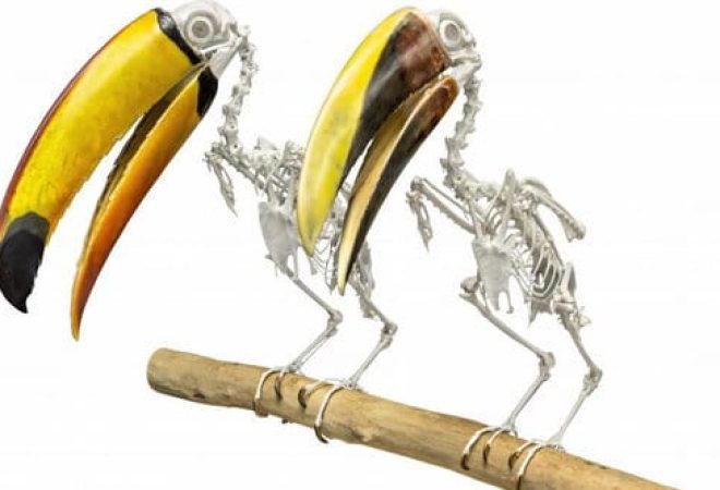 tucanos