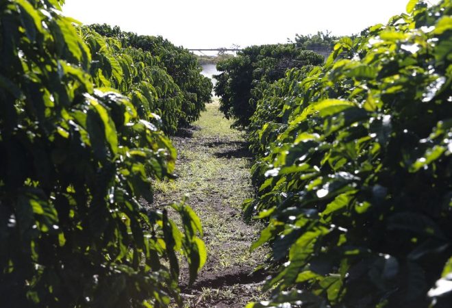 Plantação de Café