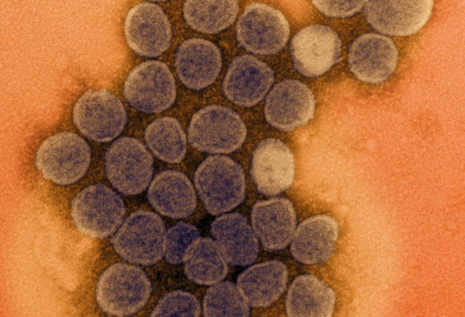 variante coronavirus