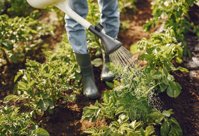 Young woman harvesting fresh seedlings. Lady in a hat. Girl in a garden.