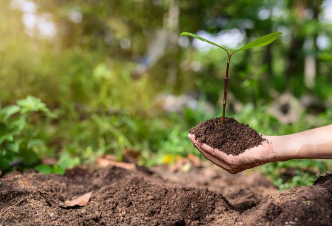 World Environment Day,  Planting trees and love the environment, love nature.